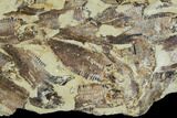 Fossil Fish (Gosiutichthys) Mortality Plate - Lake Gosiute #105415-1